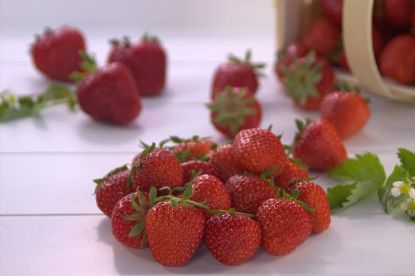 Bild von 10KG TK-ERDBEEREN   (Pal/63 Ktn.)